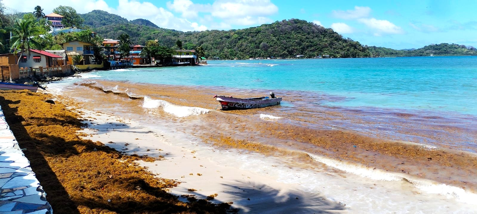 Llega el Sargazo a playas caribeñas de Panamá, autoridades en alerta